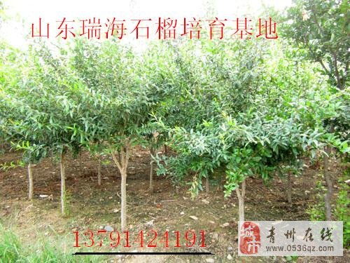 石榴苗木培育， 耐心与技术的艺术之旅