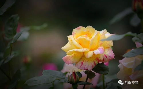 月季花，它是个小太阳