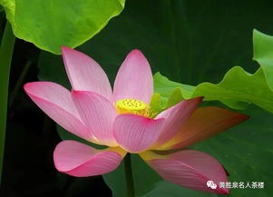 荷花的冬眠之谜