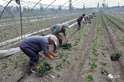 具体株行距建议