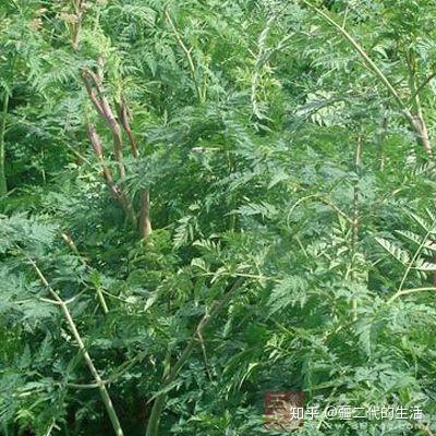 藁本种植后，需经过2