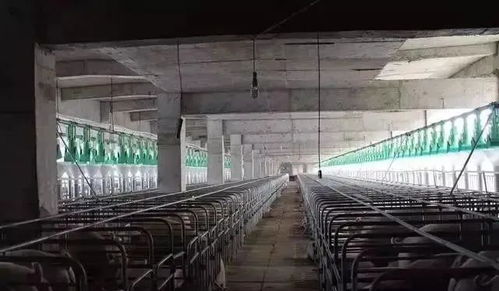 安徽六安裕安首座生猪机械化屠宰场