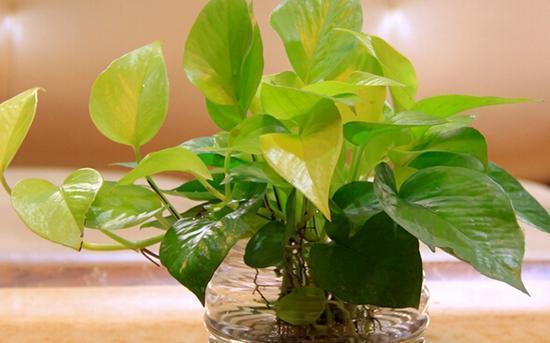 绿萝：室内绿植的“宠儿”