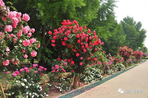 月季花嫁接，哪种树能存活