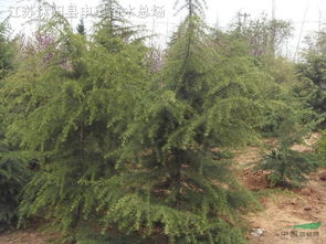 雪松树苗，哪家强？