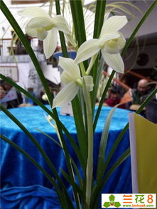 兰花种植新策略：种子播种法，最佳种植时间大揭秘！