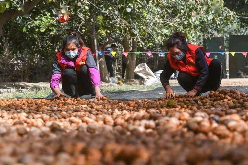 新疆新和县大小晾晒场上，尽是金黄核桃