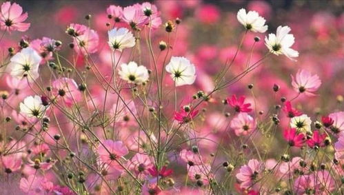 打造繁花似锦，掌握“花海秘籍”