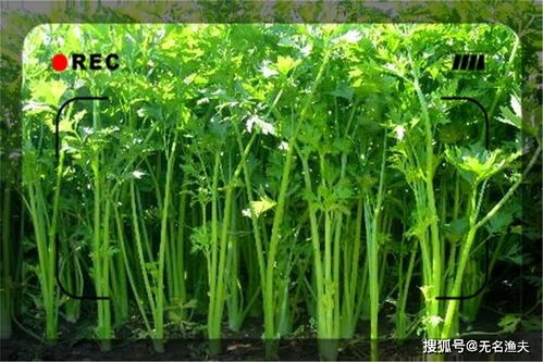 豆苗的生长过程