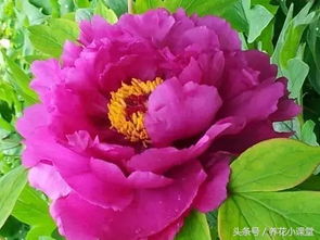 花语绽放，思念如花，花开花落情意长