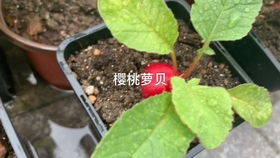 樱桃萝卜与白菜：可爱又实用
