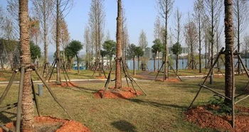 大树移植的时机，你真的了解吗？