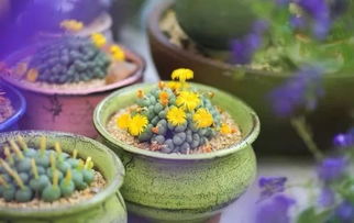 养护小贴士，让你家的肉锥花越来越美