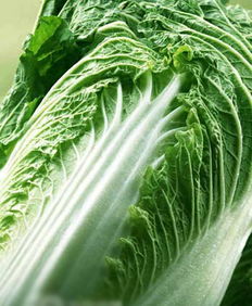 大白菜腐烂病：了解它， 才Nenggeng好地防治