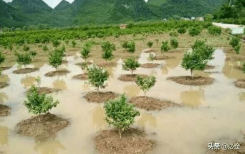 河南暴雨过后 苗木养护的重要性