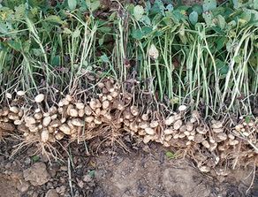 花生控旺，打早了会不会影响产量？