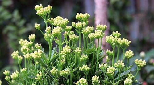 龙血树烂根急救指南：断枝重插