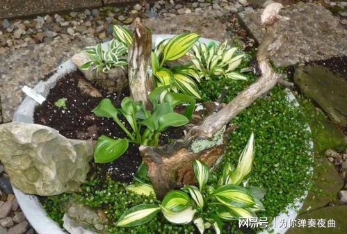 10种适合在阴凉环境种植的耐阴盆栽植物介绍！光照不足也不怕。