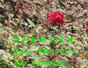 浏阳柏加镇花木市场：传说中的巨无霸