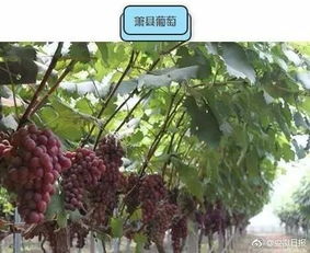 辛夷的独特魅力