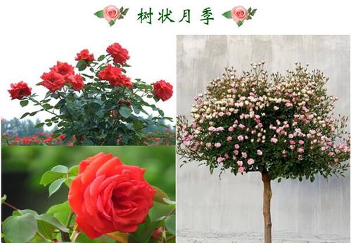月季养护经验分享