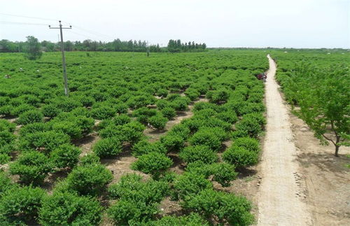 种植技巧：不嫩光种草哦
