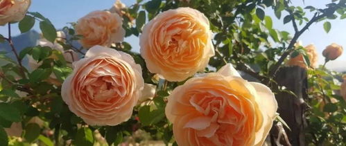 月季花：园林设计中的璀璨明珠