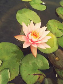 荷花种子的处理和种植