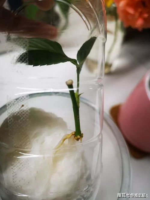 花生根的烦恼，杀菌剂来帮忙