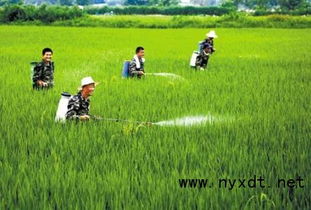 四、 种子农药无害化处理的具体步骤