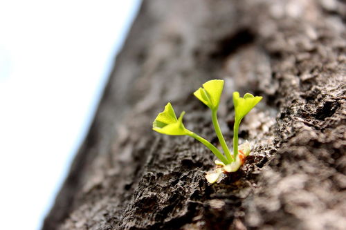 树皮发霉怎么办？急救三板斧