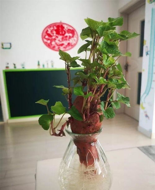 第三步：覆土和浇水