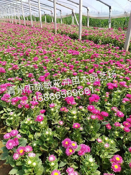 翠菊一盆的价格