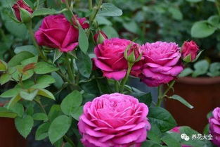 专业配土， geng上一层楼