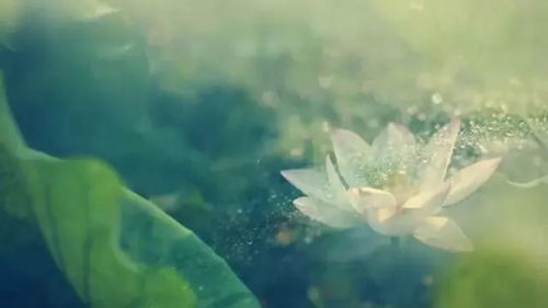 菩提树寓意觉悟，它如何引领你走进佛教文化