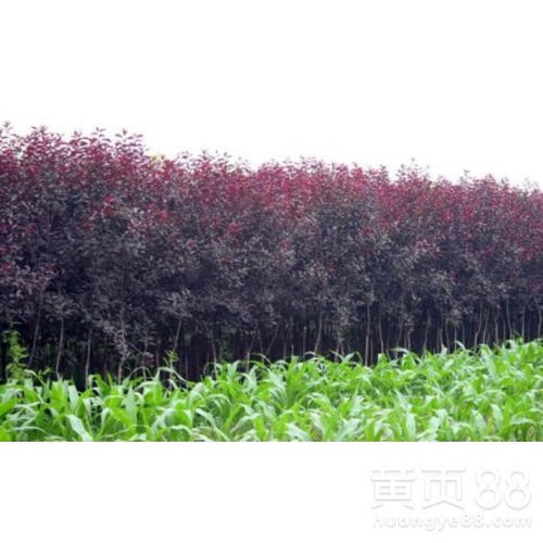 周边产地批发价格