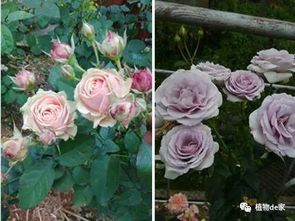 月季爆笋小技巧：如何让月季花疯狂生长