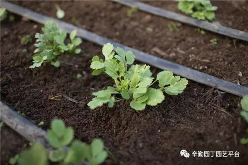 春天里的花毛茛：浇水篇