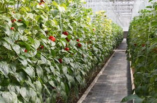 二、 特色苗木品种展示