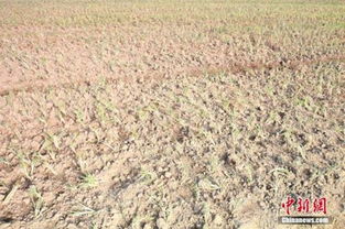 除草剂可Neng会跳到隔壁家