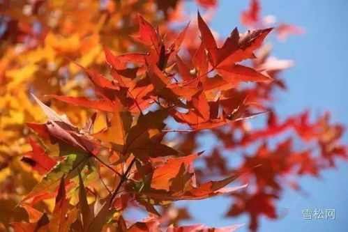 五角枫种子的奥秘：一斤Neng出多少苗？