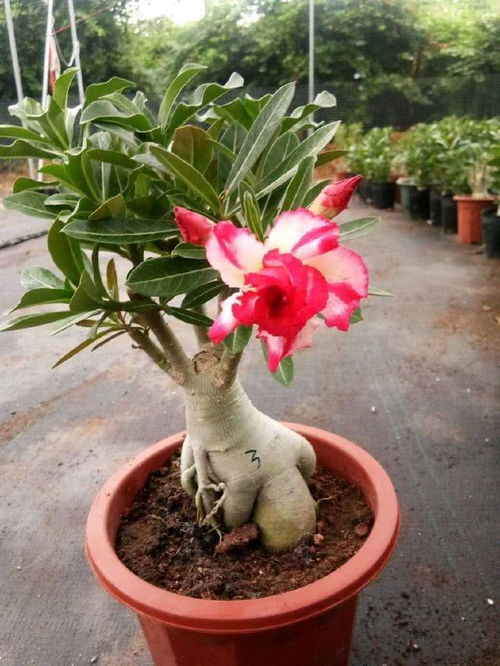 天气因素影响大