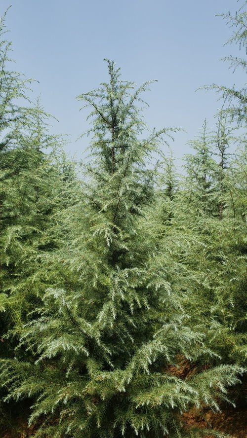 移栽雪松，保护根系是关键