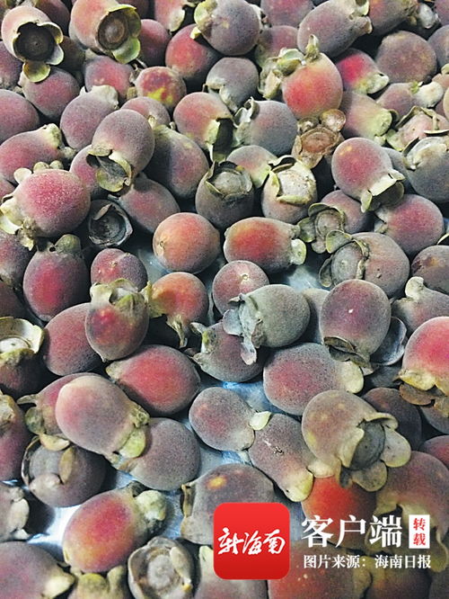 桃金娘：海洋中的珍稀美味，揭秘其独特魅力与命名由来
