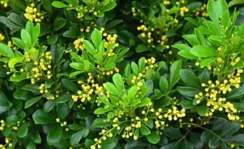 百合花香，健康隐患？揭秘百合花香气对人体影响！