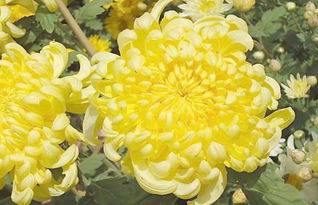 菊花绽放：勇敢前行的象征，坚强之花的风采