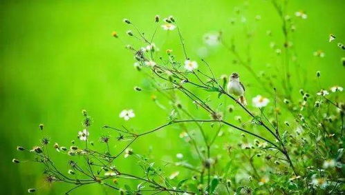 植物界的傻瓜相机：新手必备