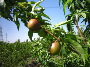综合施策， 果树后来啊不费力