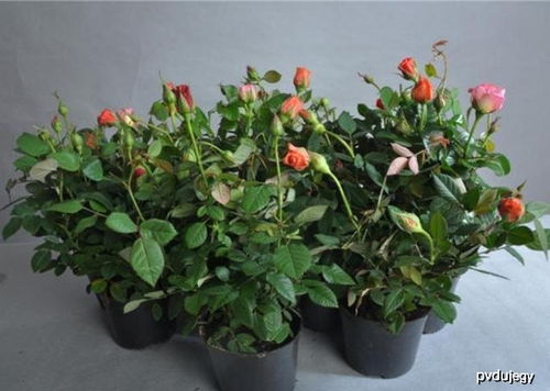 月季的顽强生命：短枝长花苞之谜