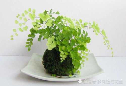 络石盆景养殖技巧与养护要点，打造美观易养的畜牧植物！